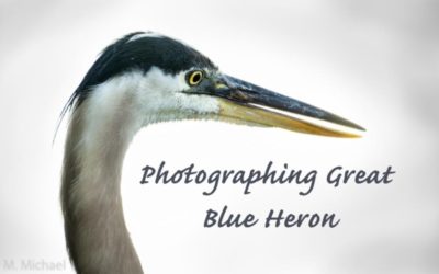 Photographing Great Blue Heron