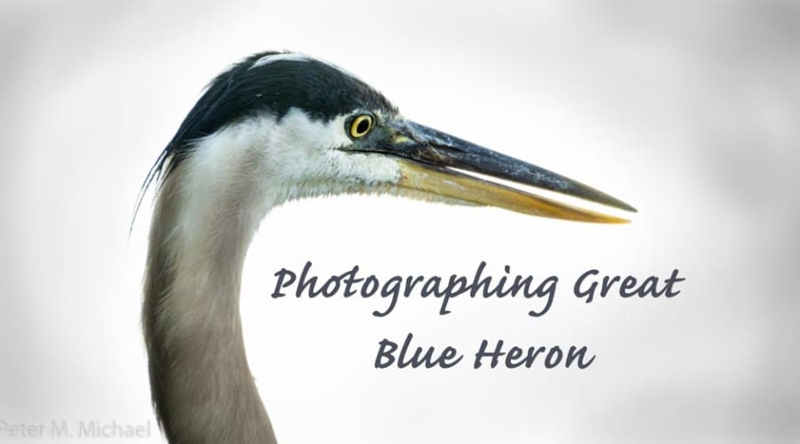 Photographing Great Blue Heron