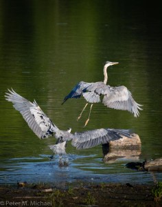 blue heron taking flight