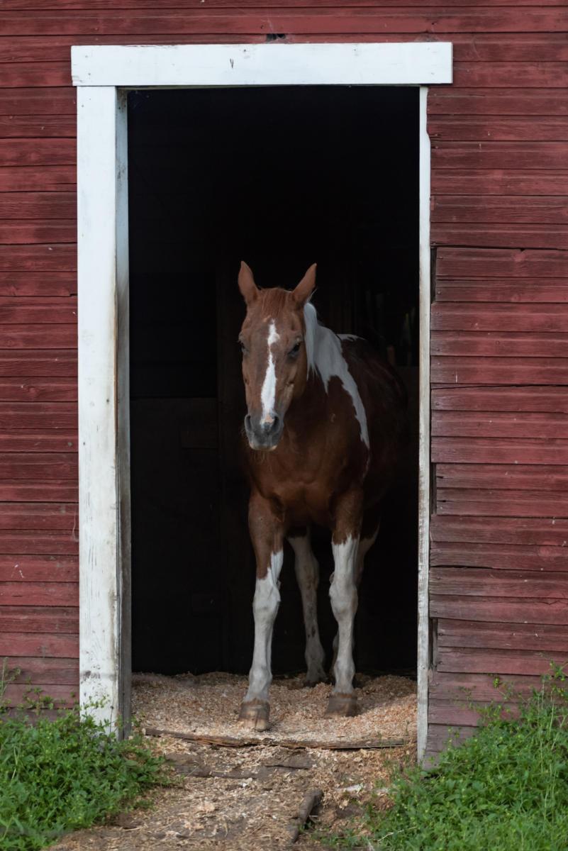 horse in barn