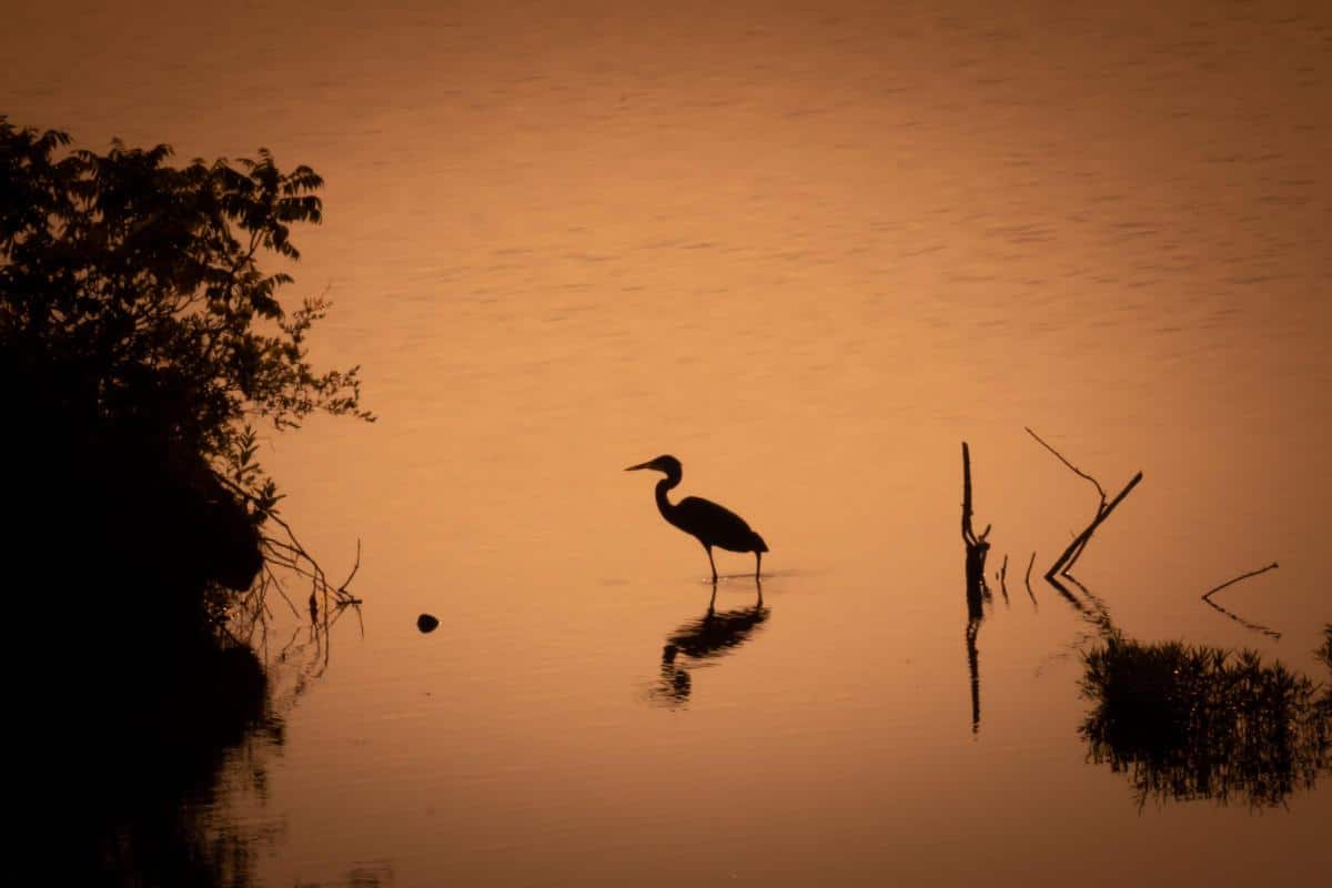 shore bird silhouette